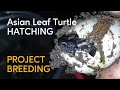 Project Breeding Kura Kura Daun Membuahkan Hasil