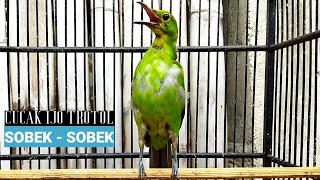 Download lagu GACOR Sobek Sobek Cucak Ijo Trotol KALIMANTAN Berau Nyerecet Beset Beset mp3 Download lagu GACOR Sobek Sobek Cucak Ijo Trotol KALIMANTAN Berau Nyerecet Beset Beset mp3