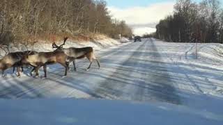 preview picture of video 'Tromsø Norway reindeer take a walk on the wild side'