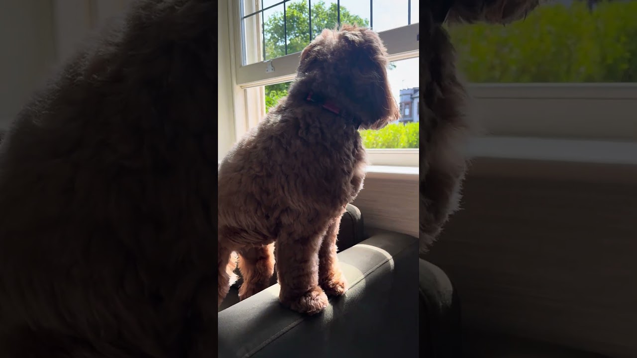 Dog Sofa Bed in Khaki Green Velvet - Hudson