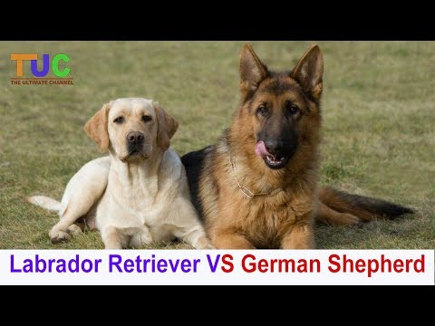 Labrador VS German Shepherd Funny  Fight | Funny Dog | The Ultimate Channel
