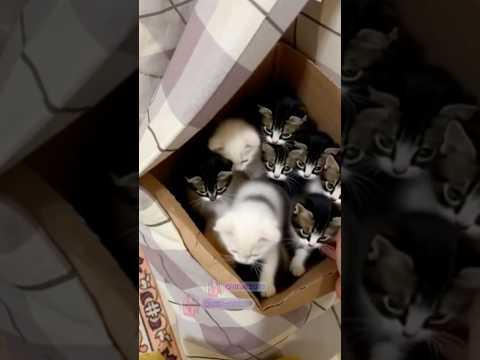 PETAK UMPET KUCING #shorts