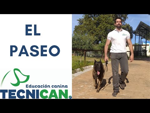 Cómo conseguir que mi perro no tire de la correa