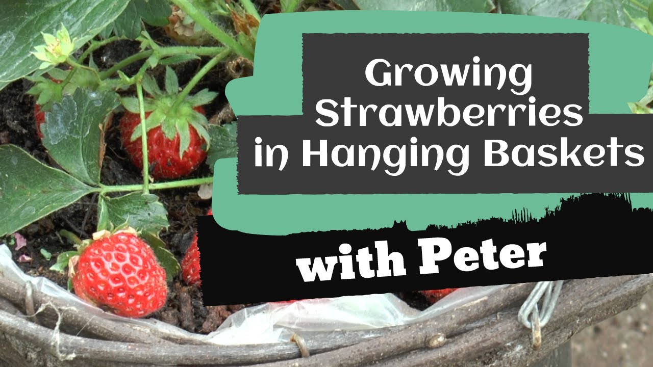 Growing Strawberries in Hanging Baskets