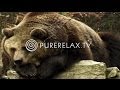 Nature Videos - Forest Sounds, Bears, Birds, Harmony - ANIMALS IN THE FOREST
