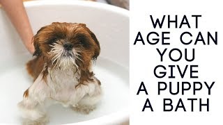 What Age Can You Give A Puppy A Bath? Puppy Bathe Age