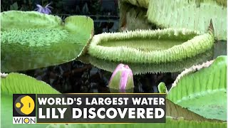 Scientists, including Carlos Magdalena, discover new species of giant water Lily. Video