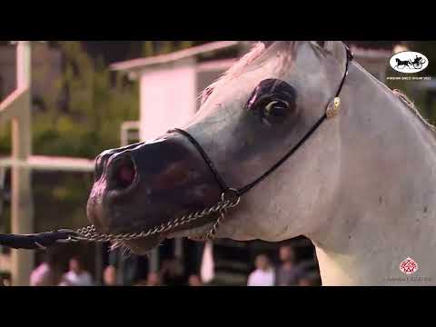 N 85 FAKHER AL SALAH   Jordan Bred Show 2022   Stallions 6 9 Years Old Class 14