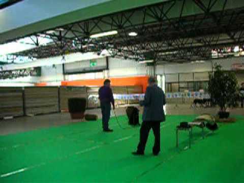 CAE1 ENCI -Belgian Shepherd- Nadjarah's Havila