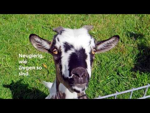 Gamsalp im Obertoggenburg