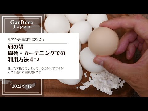 トマトに肥料を与える時期