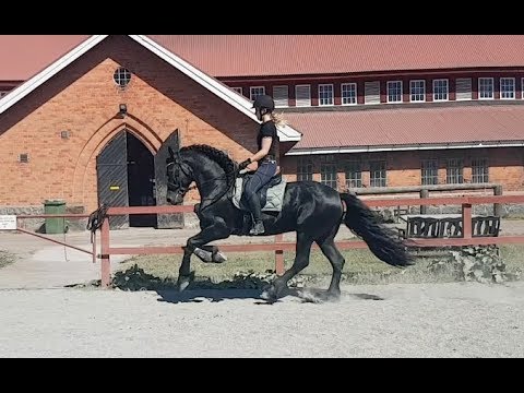 Dressage with Rink 2018-06-09