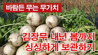 김장무를 내년 봄까지 바람들지 않고 싱싱하게, 가을 무 보관법