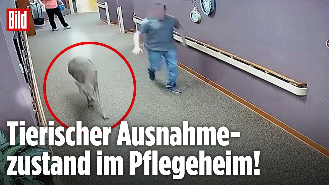 MICHIGAN: Reh sorgt für Chaos in einem Pflegeheim! Wilder Sprung über Rollstühle endet dramatisch