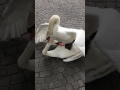 Mute Swans Fighting For Territory