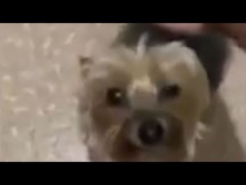 Perrito llega en el momento menos indicado al baño | Qué Importa