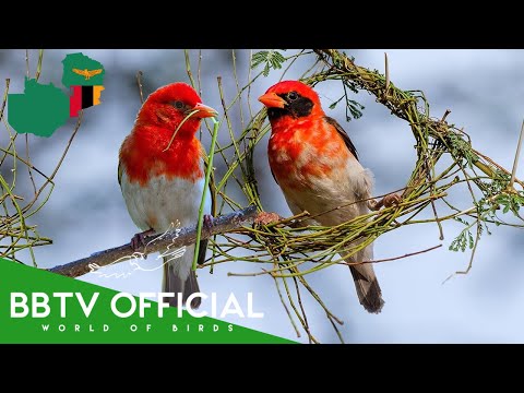 Birds of Zambia | Most Beautiful Birds Found in Zambia You've Never Seen | BBTV Official