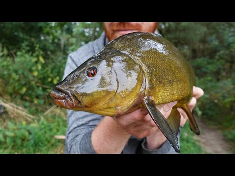 Targeting Slimy Green Tench On The Canal!