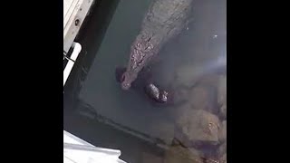 Crocodile swims calmly with dead dog in mouth (Warning - Upsetting)