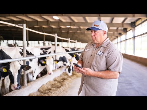 Precision in Dairy Farming with Nedap SmartSort at Alfalawn Farm