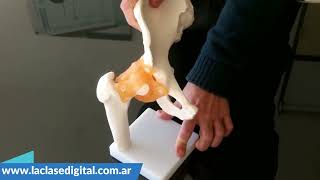 Video de Modelo funcional de la cadera XC-110