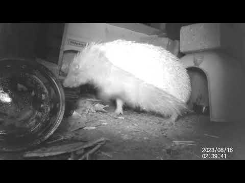 2023 08 15 21:45 to 2023 08 16 04:33