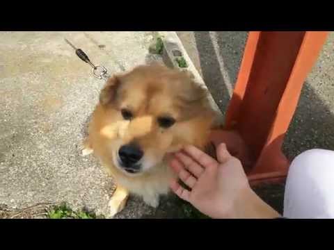 Funny Cute Dog ARU, He loves my mother very much!