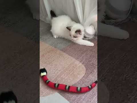 Interactive Electric Snake Cat Toy