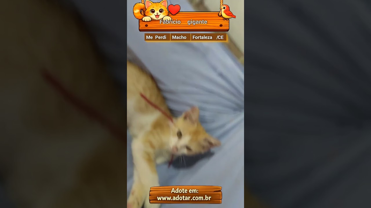 Gato raça Maine Coon idade 2 a 6 meses nome Fabrício gigante