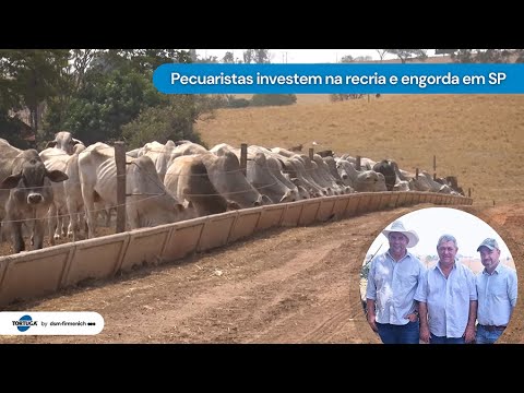 Pecuaristas investem na recria e engorda no Noroeste de São Paulo | Noticiário Tortuga
