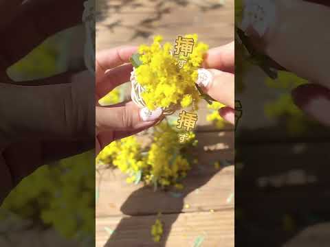 園芸 パリのミモザ、レンギョウ