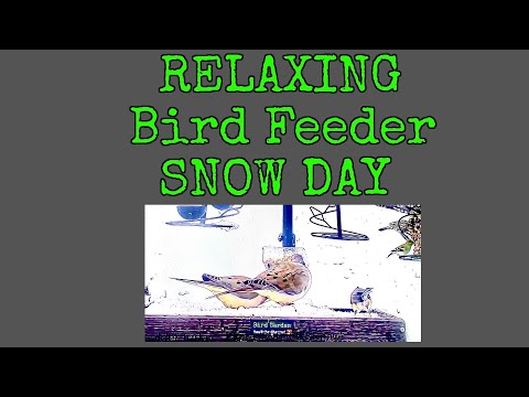 RELAXING Bird Feeder [ Snow Day !! ]
