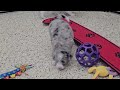 Mini Sheepadoodle dogs for sale: Coral - Video 1