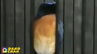 Download lagu TLEDEKAN GUNUNG NYULING PANJANG COCOK BUAT PANCINGAN BURUNG BAHAN mp3