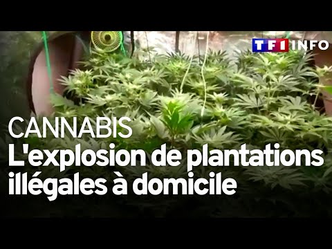 Cannabis : l'explosion de plantations illégales à domicile