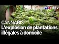 Cannabis : l'explosion de plantations illégales à domicile