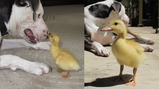 Rescued Duck Becomes Best Friends With Pet Dog