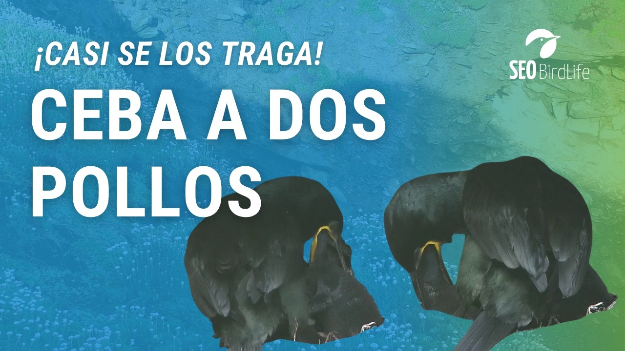 CEBANDO A LOS DOS POLLITOS · Islas Atlánticas de Galicia · Cormorán moñudo · PN Marítimo-Terrestre.