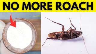 How to Get Rid of German Cockroaches Naturally in Your Apartment   Quick Solution