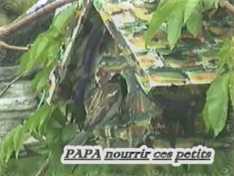 comment installer une cabane d'oiseau