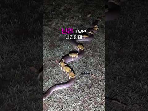 두꺼비가 뱀을 타고가는 사진의 반전