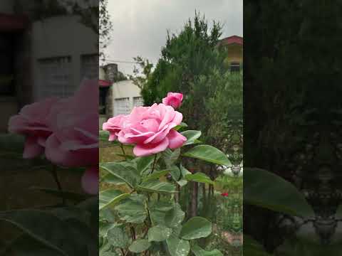 you Don't know the Meaning of these Flower's Beauty..So Respect,love as a Gift of Nature Like We Are