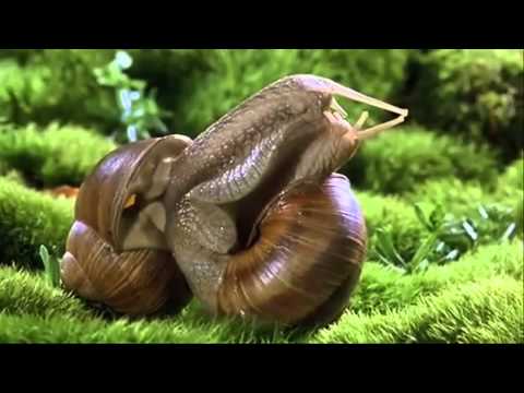 Mindtrick - Snail Romance (Microcosmos)