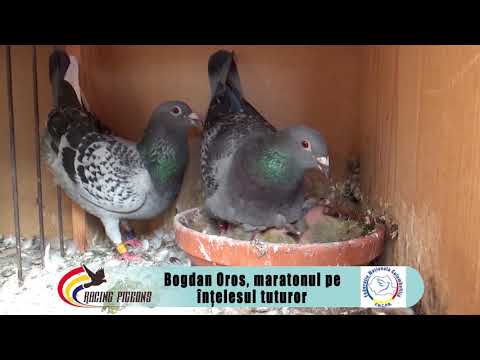 Bogdan Oros, maratonul pe înţelesul tuturor