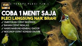 Download lagu 🔴 LIVE Terapi Pleci Paling Dicari 2026, pleci macet, ngedrop, pasca mabung, ombyokan cepat gacot mp3