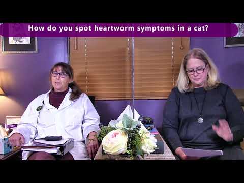 Cat Heartworm Overview