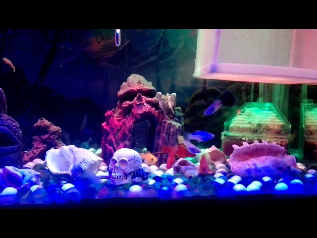 Guppys, mollys, espadas, platys y coridoras