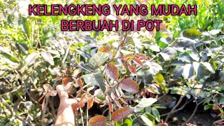 Download lagu jenis kelengkeng yang mudah berbuah di pot mp3
