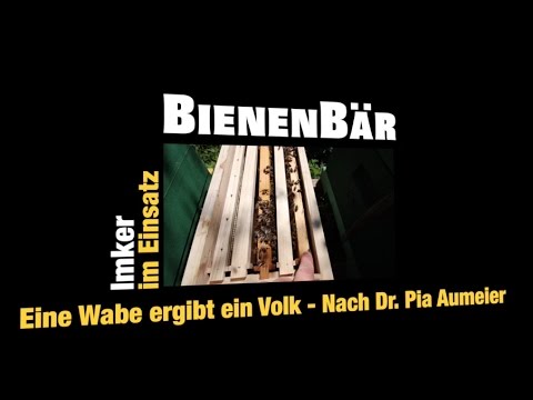 Eine Wabe ergibt ein Volk - Einwabenableger nach Dr. Pia Aumeier - Teil 1 - Folge 29