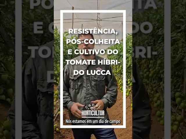 Mais segurança e produtividade com Tomate Lucca!